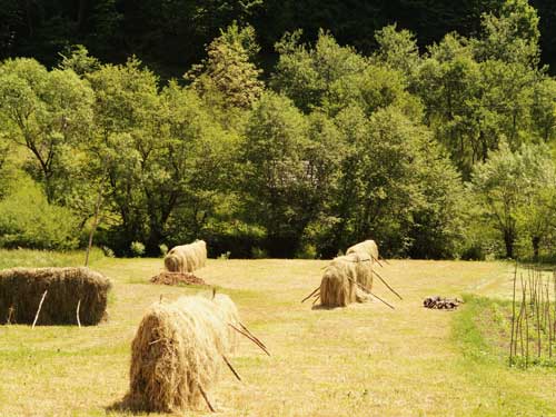 Foto In dosul vaii (c) Petru Goja